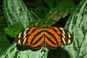 Heliconius ismenius jigsaw puzzle
