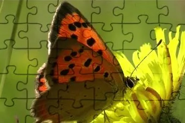 פאזל של Licena delle paludi