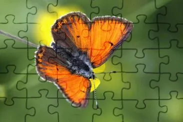 Lycaena hippothoe jigsaw puzzle