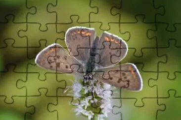 Lycaena tityrus jigsaw puzzle