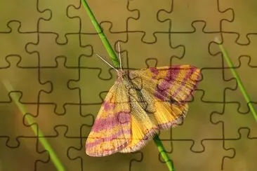 Litrhia cruentaria jigsaw puzzle