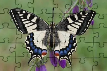 Macaone jigsaw puzzle