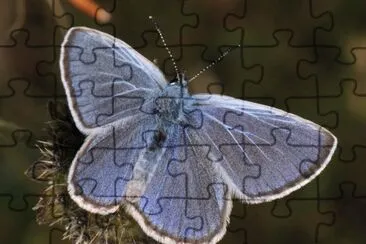 Maculinea jigsaw puzzle