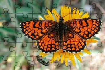 Melithaea athalia jigsaw puzzle