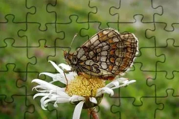 Melitalea varia jigsaw puzzle