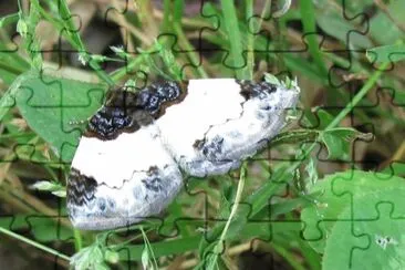 Mesoleuca albicillata jigsaw puzzle