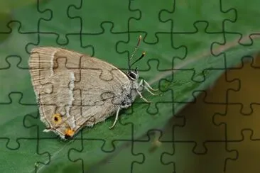 Neozepayrus quercus