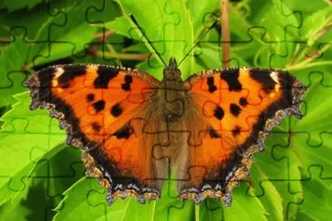 Nymphalis xanthomelas