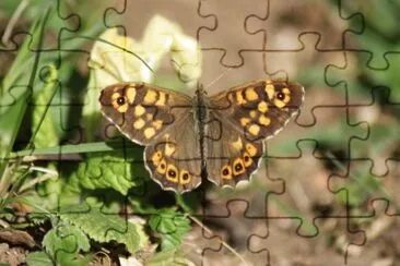 Punteggiata delle betulle jigsaw puzzle