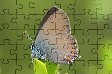 Satirium ilicis jigsaw puzzle