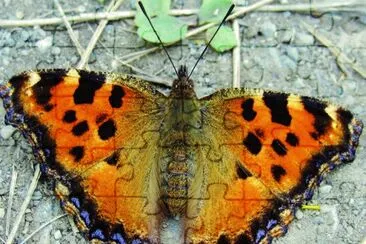 Vanessa multicolore jigsaw puzzle