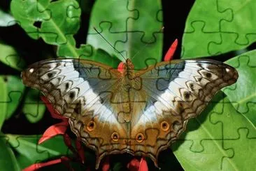Vindula dejone jigsaw puzzle