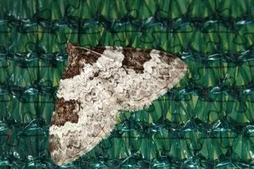 Xanthorhoe fluctata jigsaw puzzle