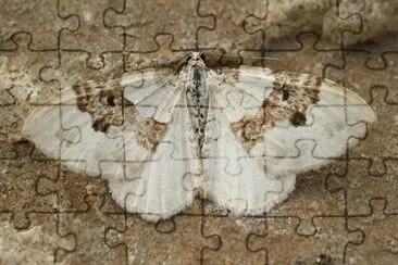 Xanthorhoe montanata jigsaw puzzle