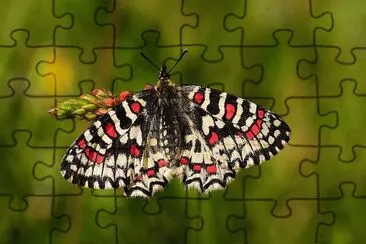 פאזל של Zerynthiar rumina
