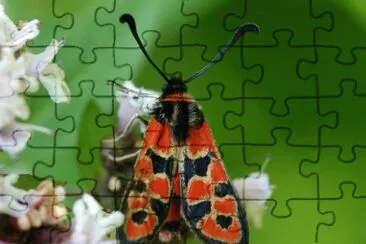 פאזל של Zygaena fausta