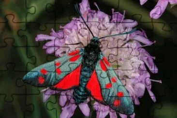פאזל של Zygaena filipendulae