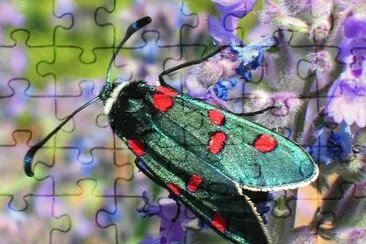 פאזל של Zygaena lavandulae