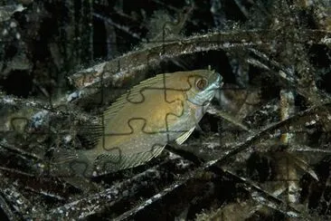 Pesce coniglio jigsaw puzzle