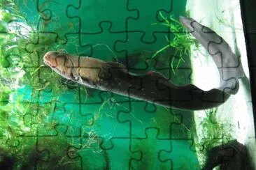 Anguilla elettrica jigsaw puzzle