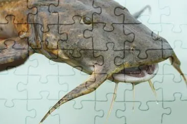 Pesce gatto goonch jigsaw puzzle