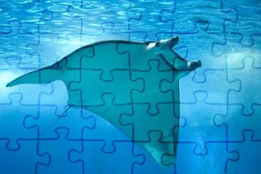 Mantarraya jigsaw puzzle