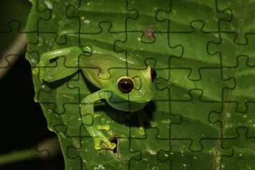 Rana di vetro jigsaw puzzle