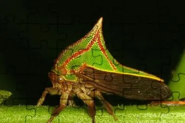 Umbonia spinosa jigsaw puzzle