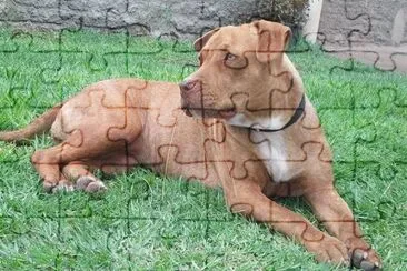 Pitbull