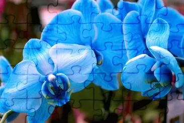 è´è¶è˜­ jigsaw puzzle