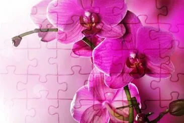 è´è¶è˜­ jigsaw puzzle