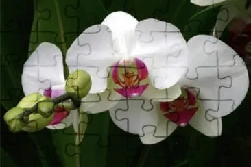 è´è¶è˜­ jigsaw puzzle
