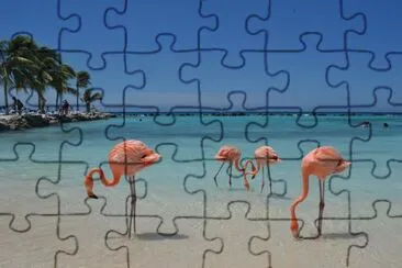 flamingos