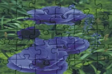 flowers jigsaw puzzle