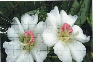 flowers jigsaw puzzle
