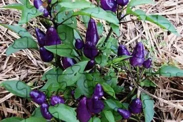 Purple Chile Peppers jigsaw puzzle