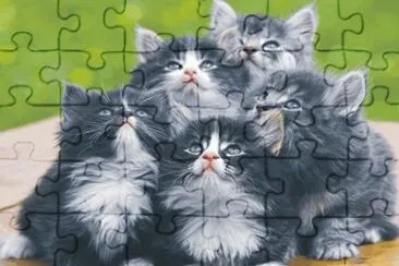פאזל של cats and dogs