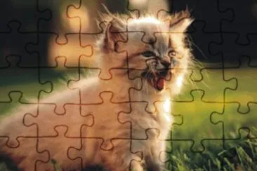 cats and dogs jigsaw puzzle
