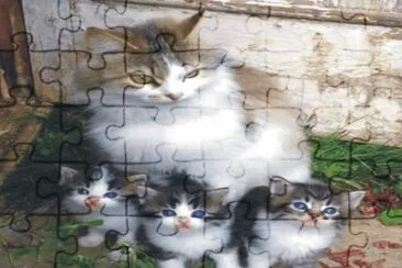 cats and dogs jigsaw puzzle