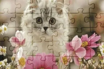 cats and dogs