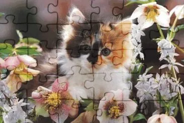 cats and dogs