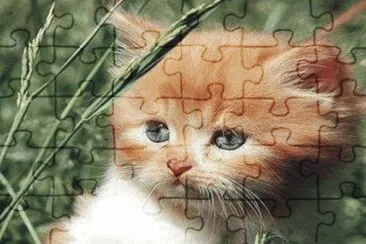 cats and dogs