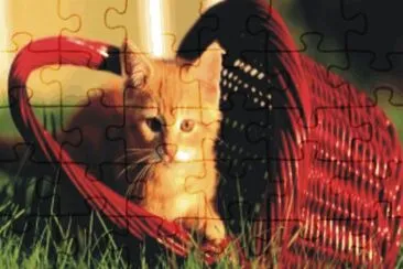 cats and dogs jigsaw puzzle