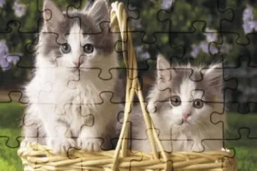 cats and dogs