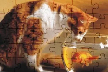 cats and dogs
