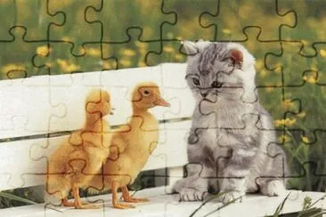 cats and ducks