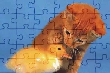 cats and duck