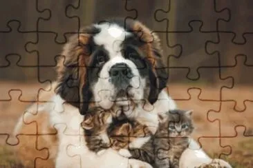 cats and dog jigsaw puzzle