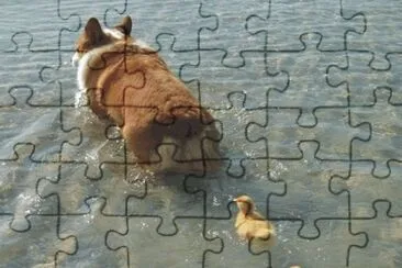 dog and ducks