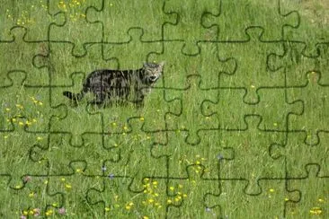 notre gros matou jigsaw puzzle